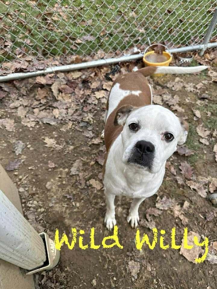 Wild Willy, a Adoptable mixed breed in Hillsboro, OH image 2/2