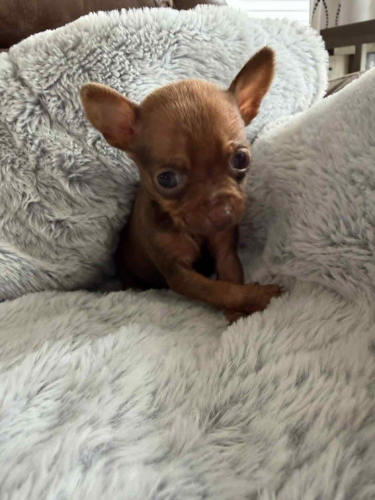 Rosalie, Adopted, Puppy Female Chihuahua & Mixed Breed.