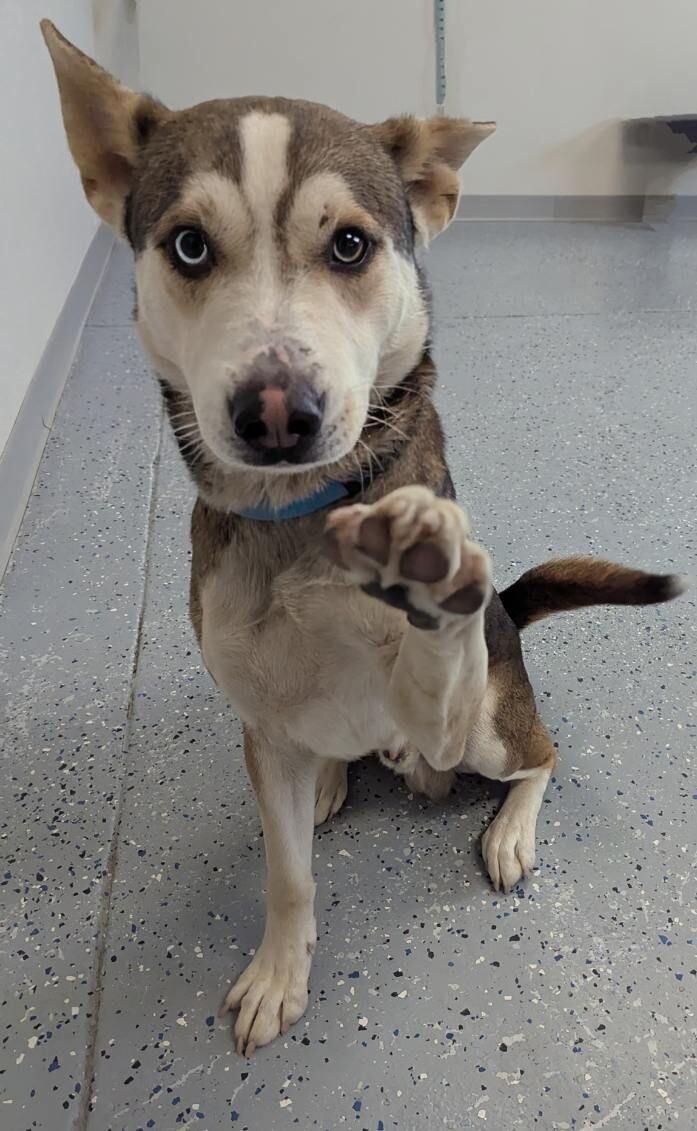 Fred, Adoptable, Adult Male Husky & Mixed Breed.