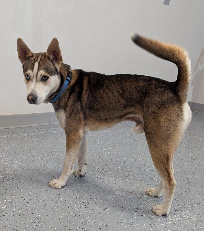 Enlarge Fred, a Adoptable mixed breed in Yankton, SD image 2/6