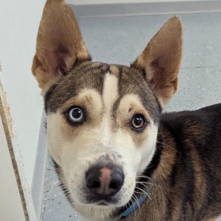 Enlarge Fred, a Adoptable mixed breed in Yankton, SD image 3/6