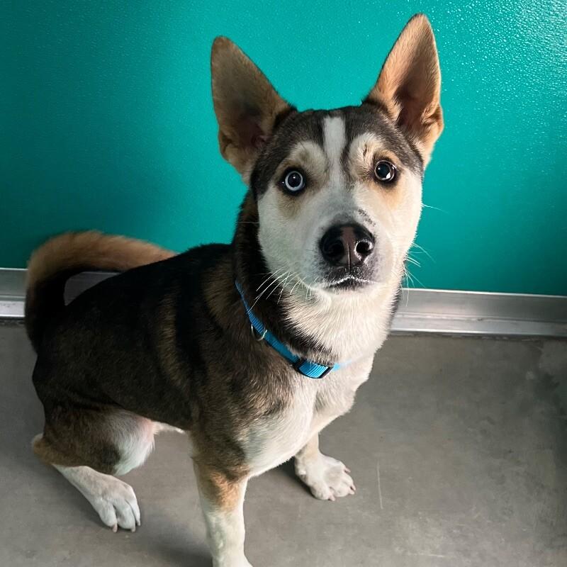 Enlarge Fred, a Adoptable mixed breed in Yankton, SD image 4/6