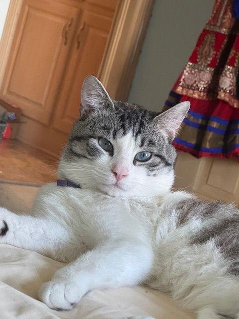 Rolo, Adopted, Young Male Domestic Short Hair.