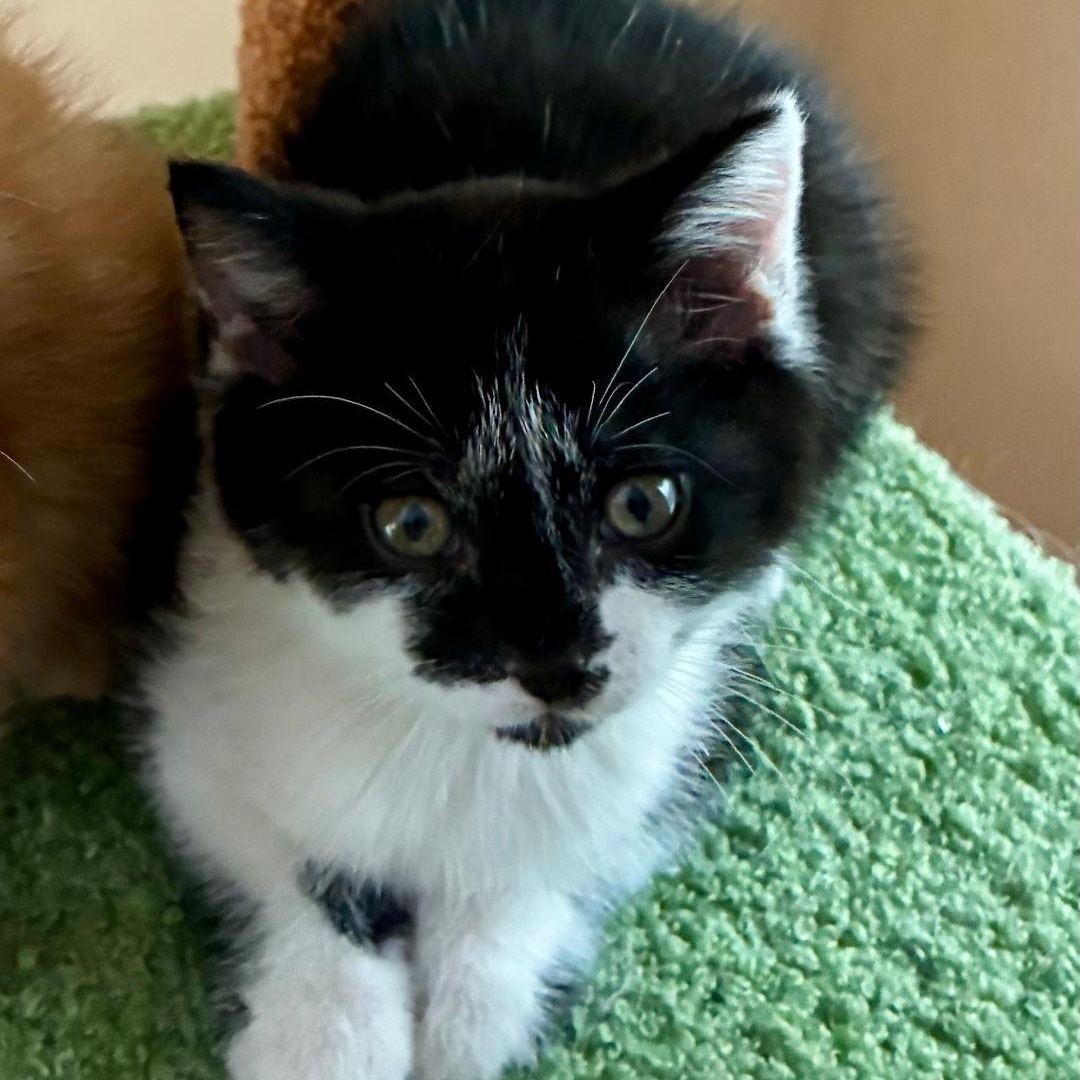 Enlarge Annie, a Adoptable Domestic Short Hair in Gastonia, NC image 3/3