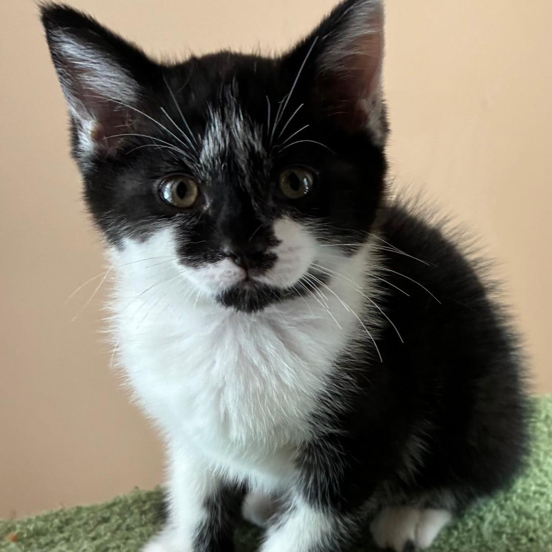 Enlarge Annie, a Adoptable Domestic Short Hair in Gastonia, NC image 1/3