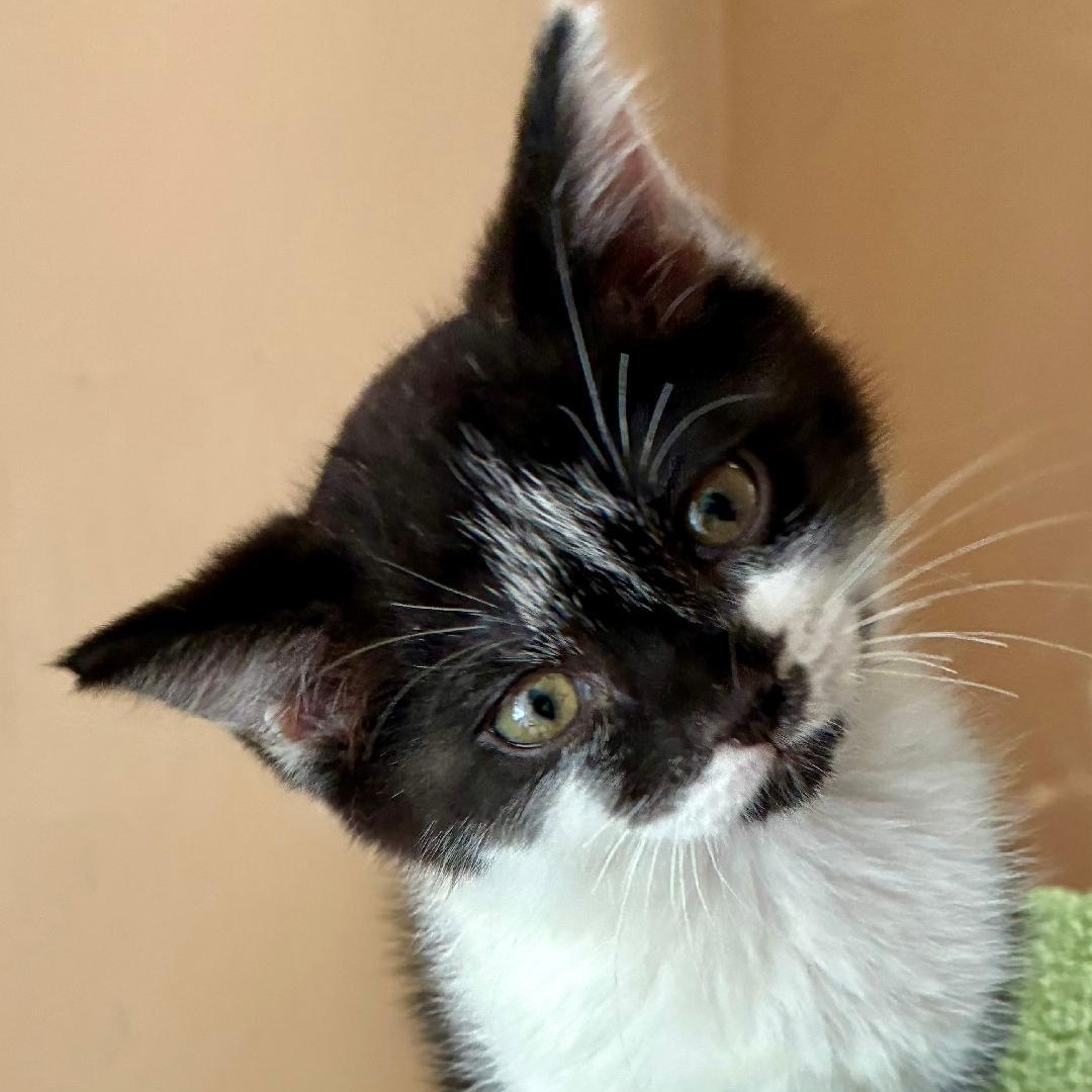 Enlarge Annie, a Adoptable Domestic Short Hair in Gastonia, NC image 2/3