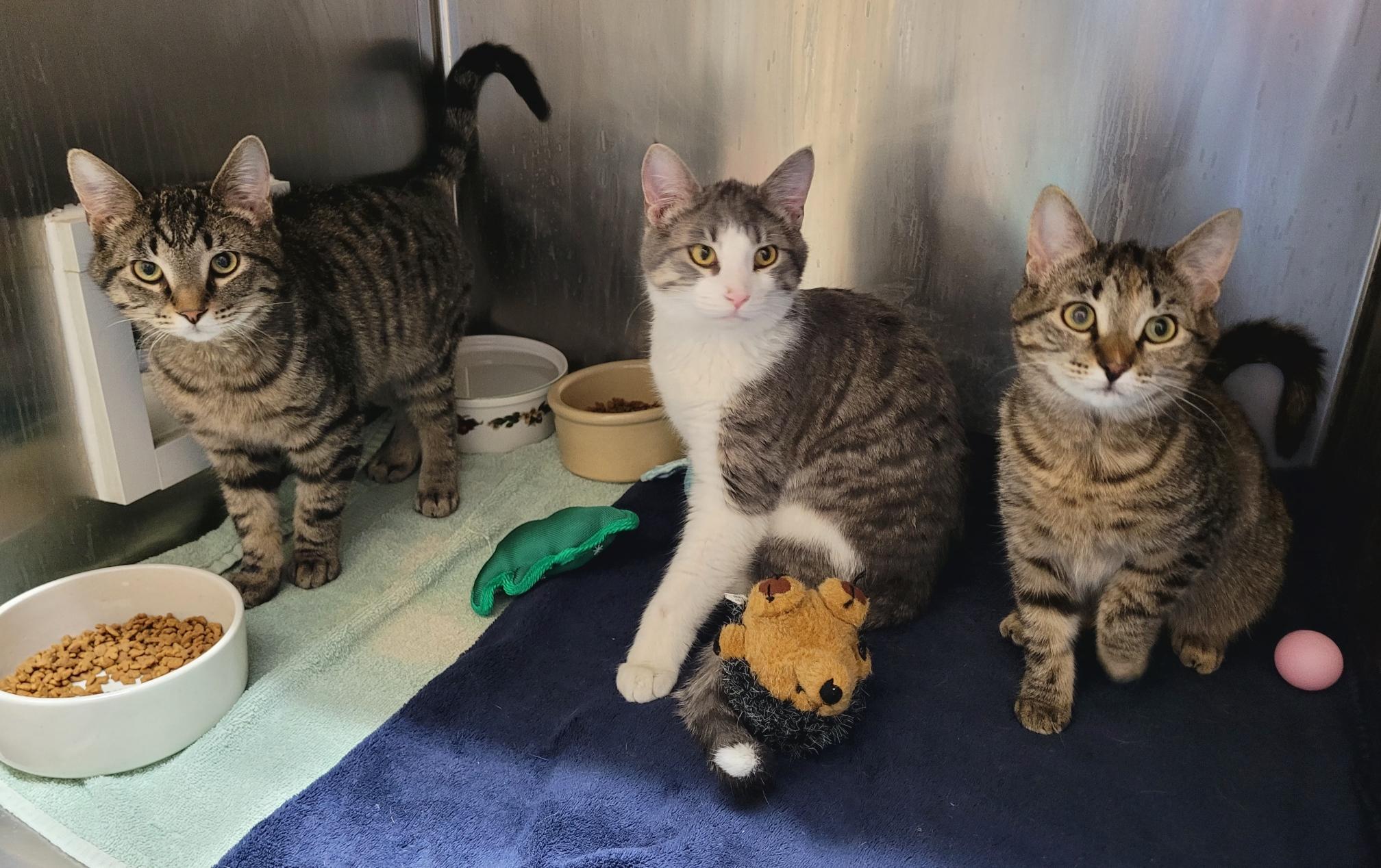 Enlarge Drake, an adopted Domestic Short Hair in Tomah, WI image 5/5