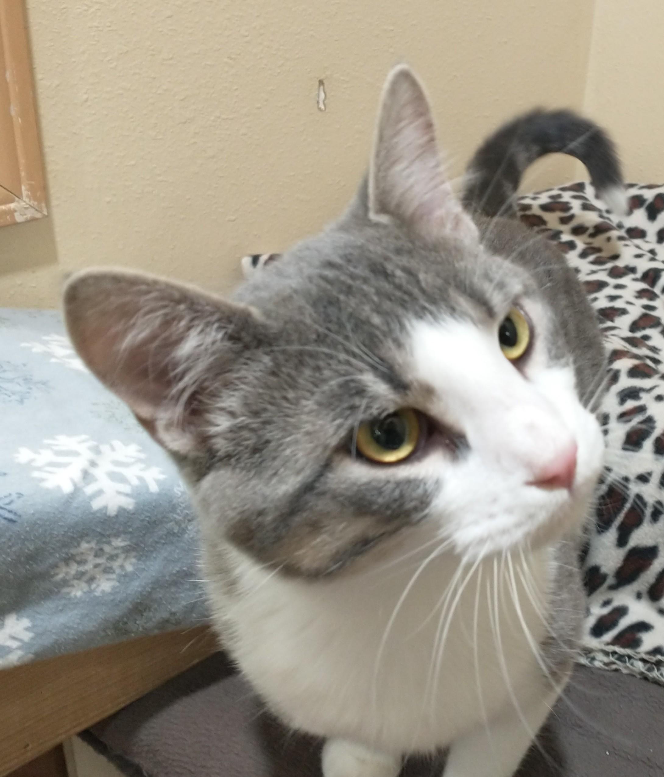 Enlarge Drake, an adopted Domestic Short Hair in Tomah, WI image 4/5