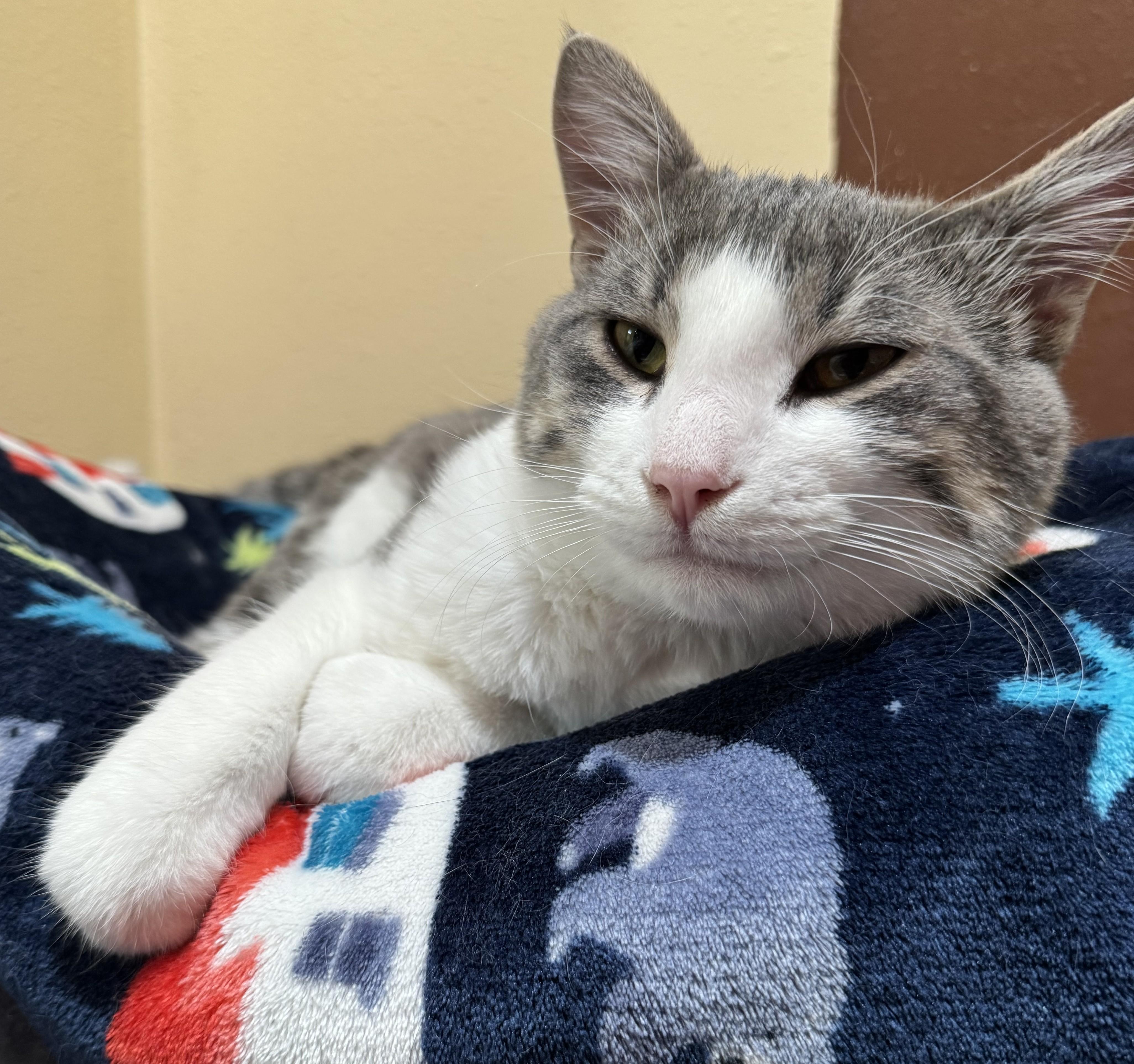 Enlarge Drake, an adopted Domestic Short Hair in Tomah, WI image 2/5