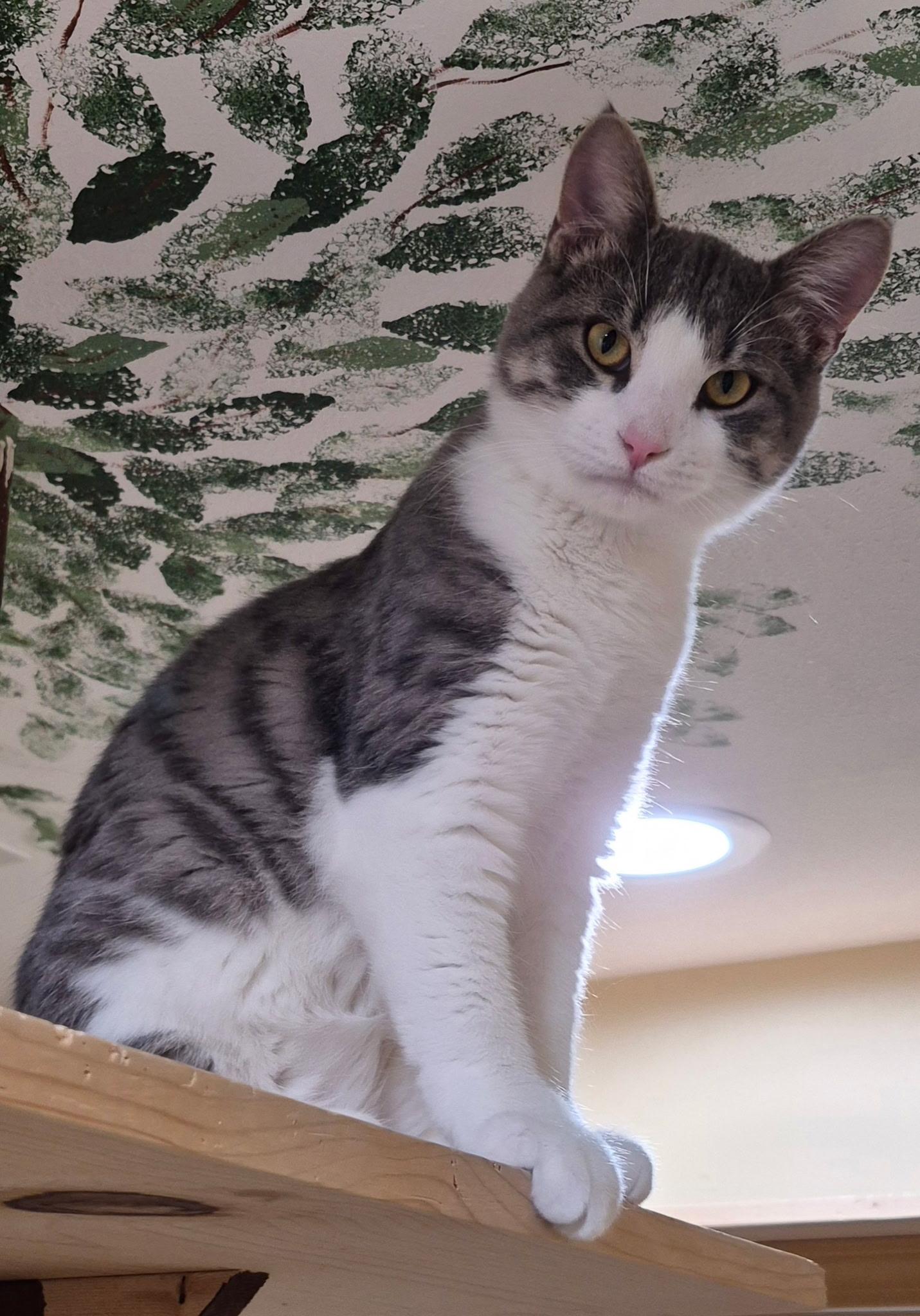 Drake, adopted, Young Male Domestic Short Hair.