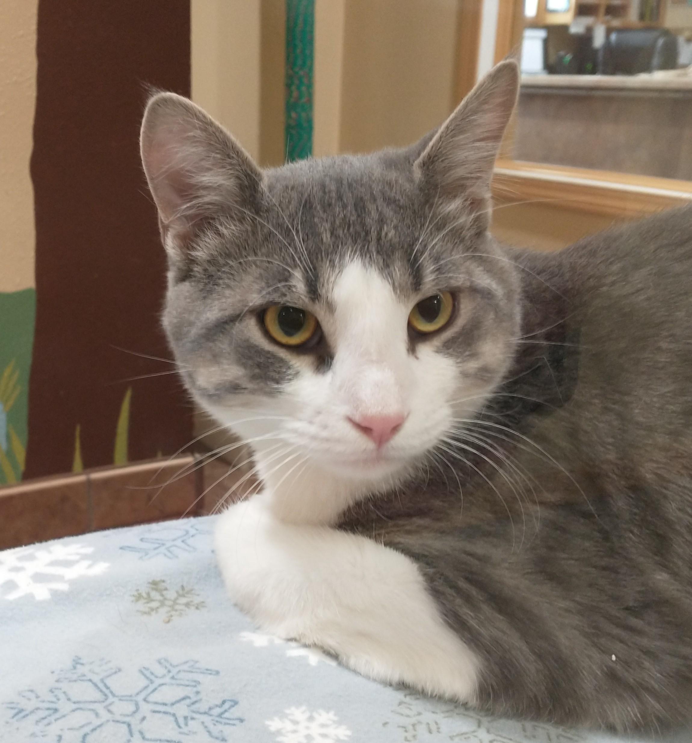 Enlarge Drake, an adopted Domestic Short Hair in Tomah, WI image 3/5