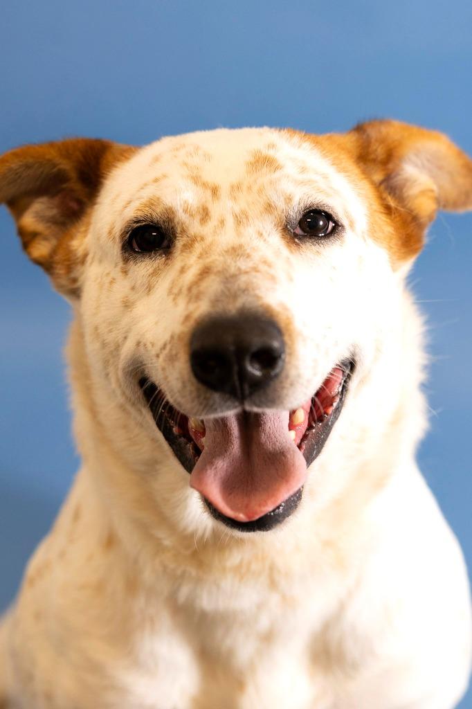 Enlarge Kylo, a Adoptable Catahoula Leopard Dog in Clarksville, TN image 1/3