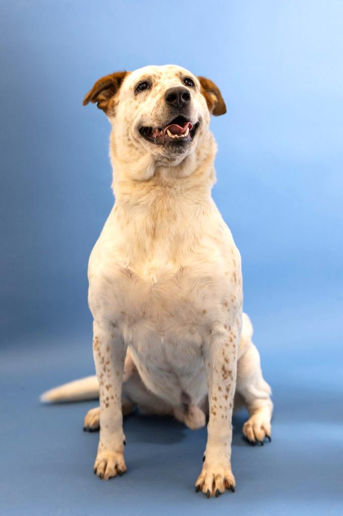 Enlarge Kylo, a Adoptable Catahoula Leopard Dog in Clarksville, TN image 2/3