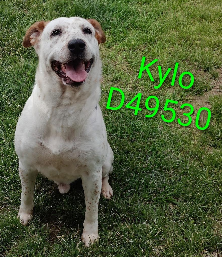 Enlarge Kylo, a Adoptable Catahoula Leopard Dog in Clarksville, TN image 3/3