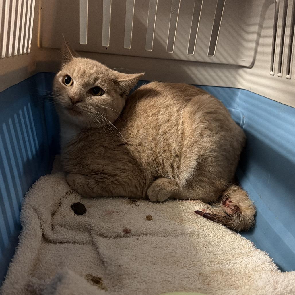 Toby, Adoptable, Young Male Domestic Short Hair.