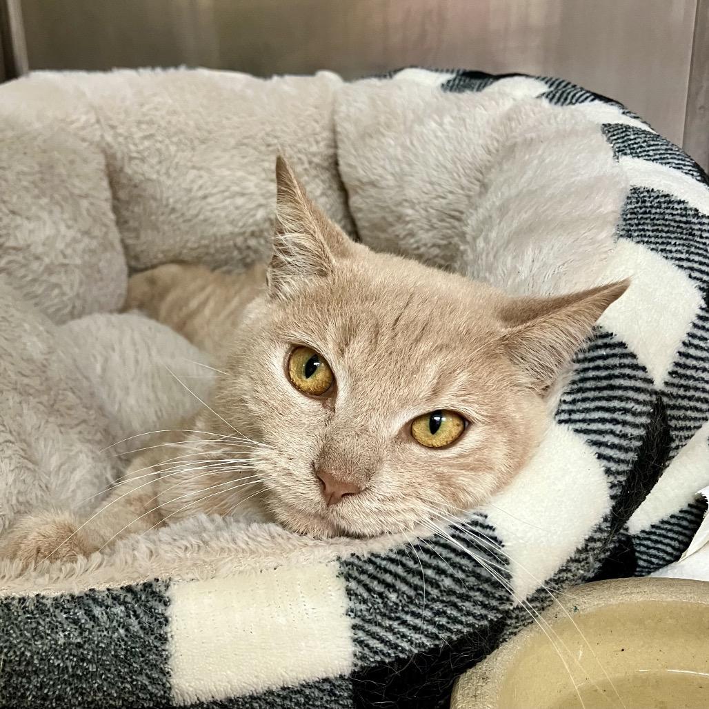 Toby, a Adoptable Domestic Short Hair in Port Charlotte, FL image 2/2