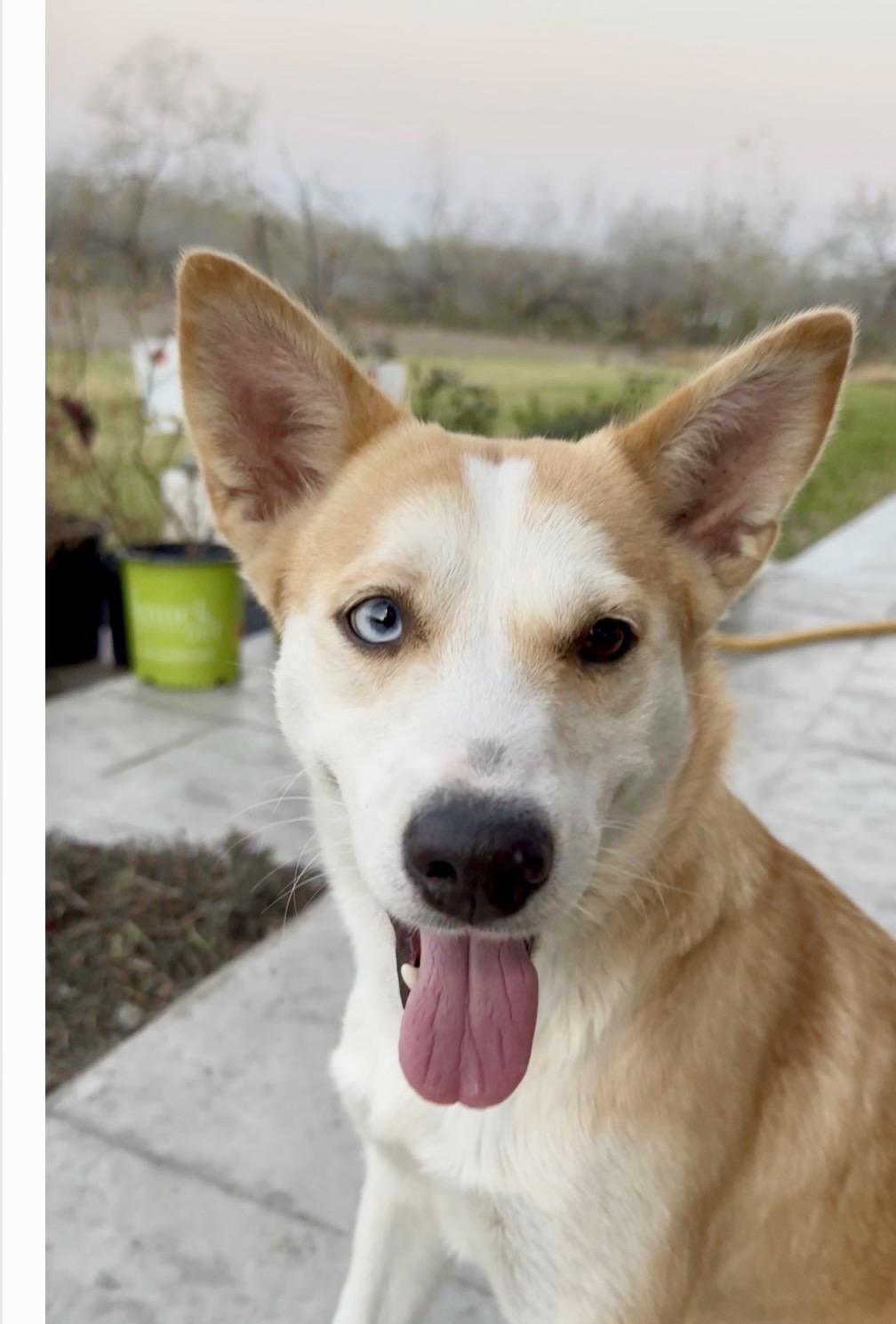 Mama, Adoptable, Young Female Australian Cattle Dog / Blue Heeler & Corgi.