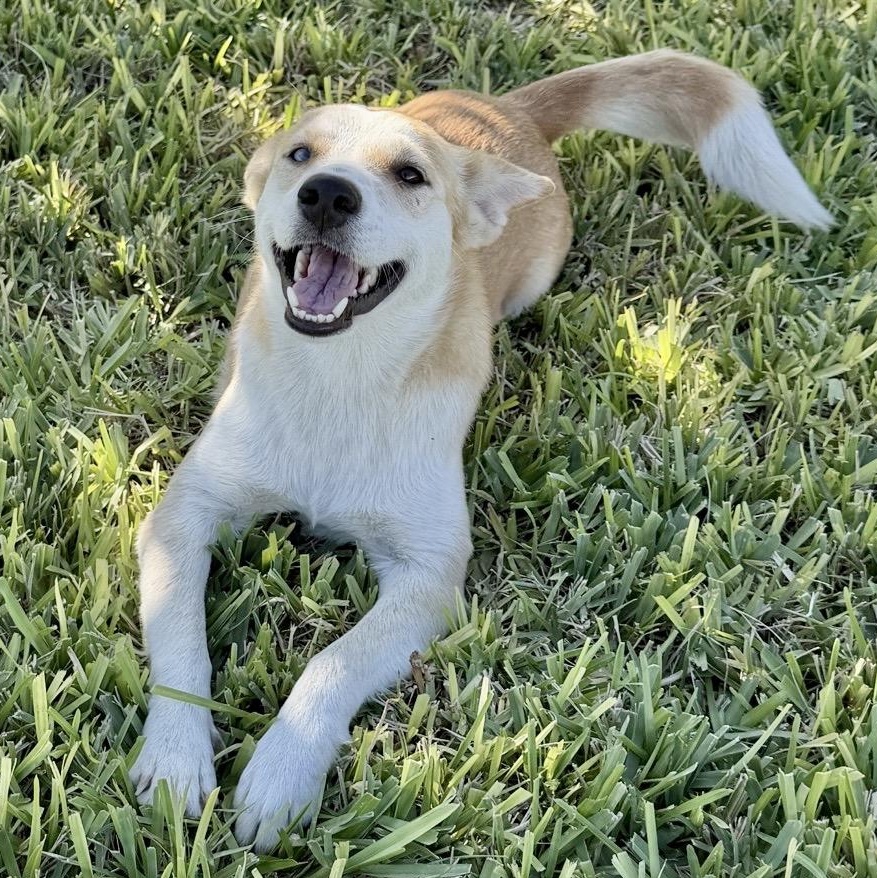 Enlarge Mama, a Adoptable mixed breed in Chester , VA image 3/6