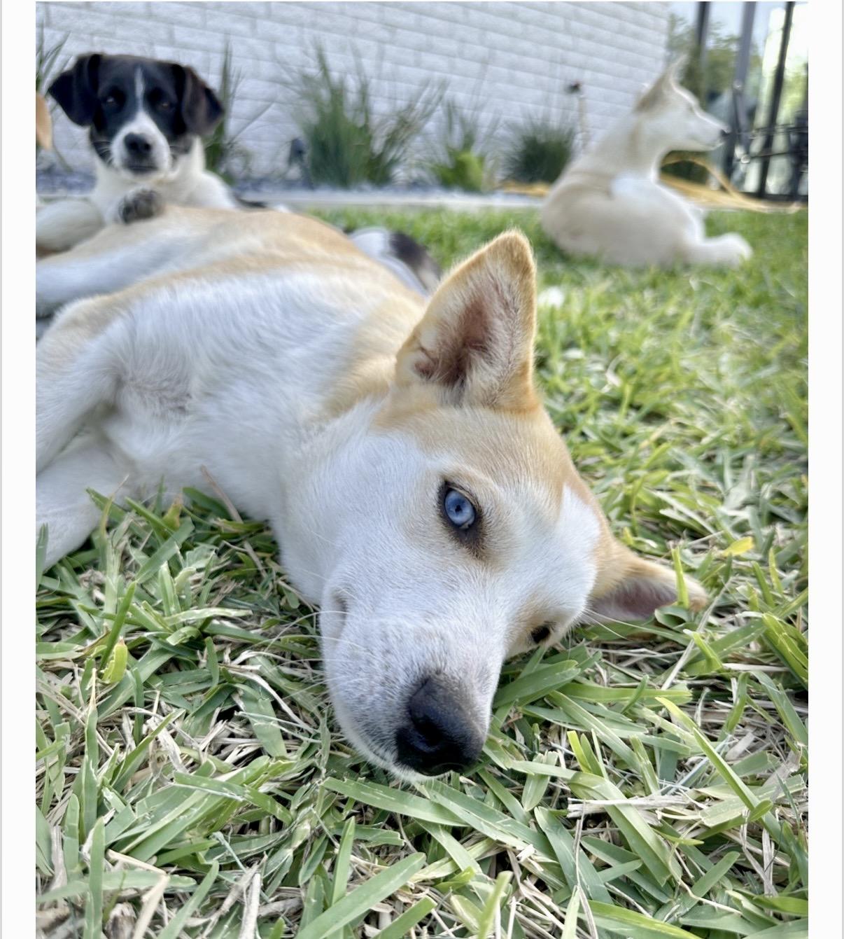 Enlarge Mama, a Adoptable mixed breed in Chester , VA image 6/6