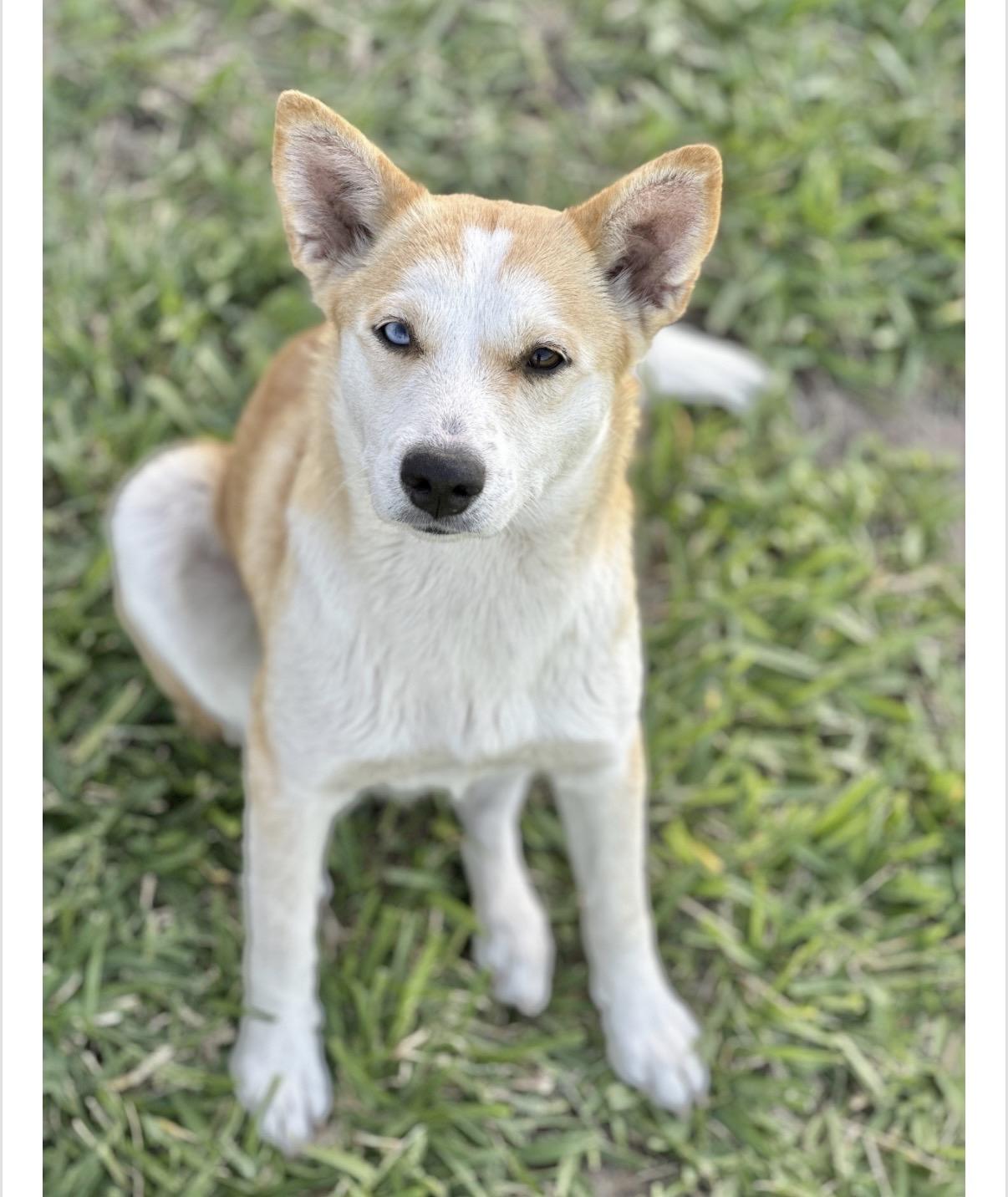 Enlarge Mama, a Adoptable mixed breed in Chester , VA image 4/6