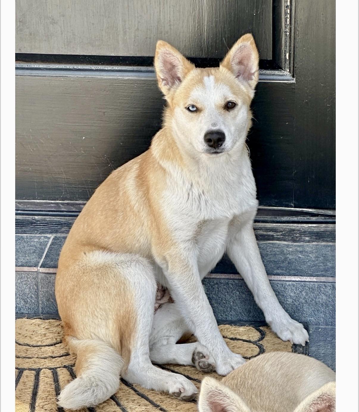 Enlarge Mama, a Adoptable mixed breed in Chester , VA image 5/6