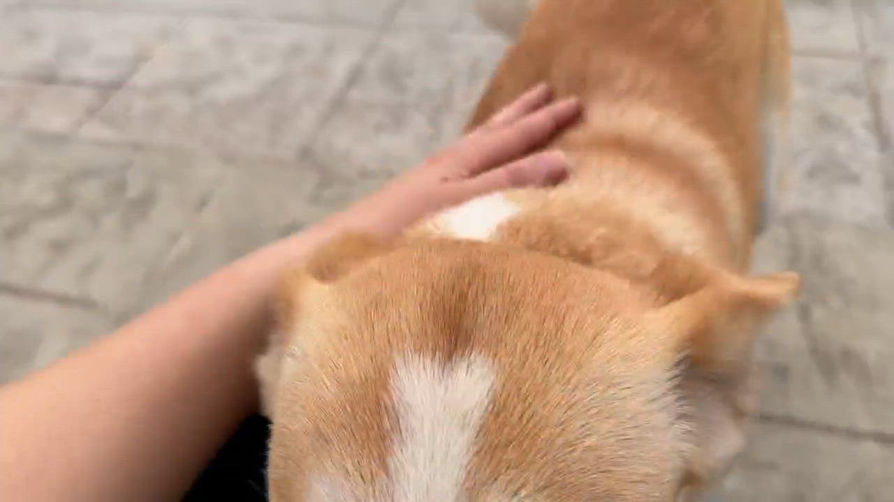 Enlarge Mama, a Adoptable mixed breed in Chester , VA video 2/6