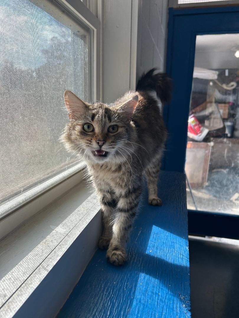 Adele, Adoptable, Young Female Domestic Long Hair.