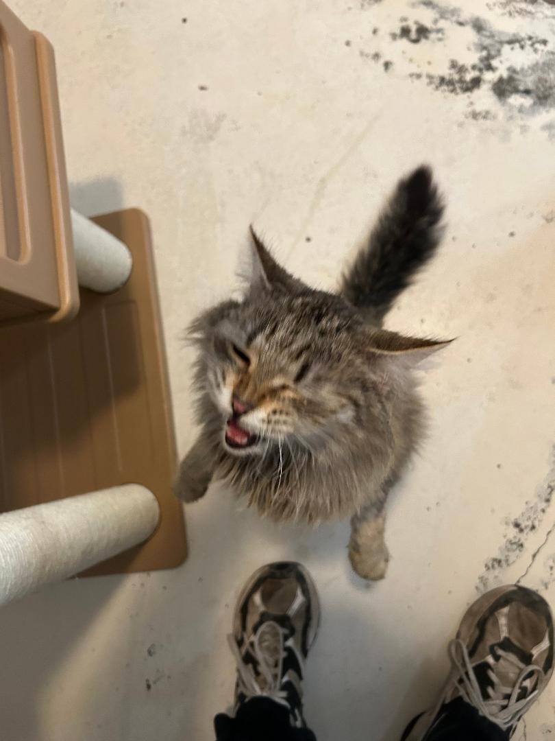 Adele, a Adoptable mixed breed in Bryson City, NC image 3/3