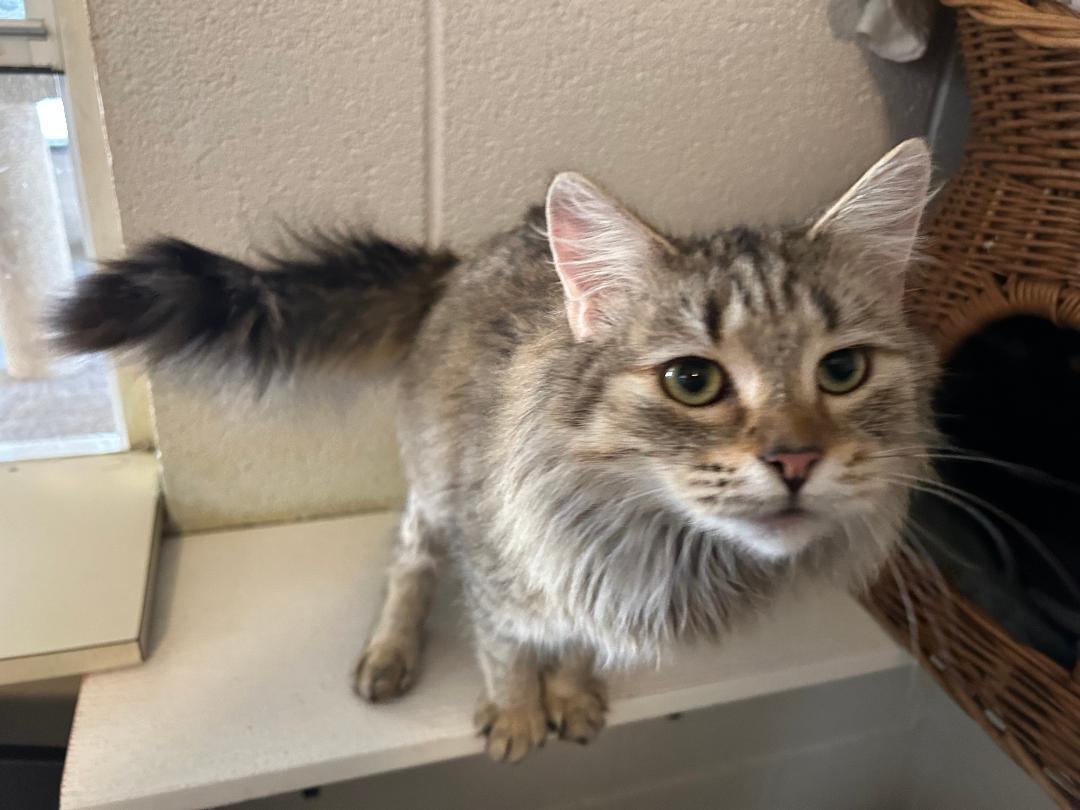 Adele, a Adoptable mixed breed in Bryson City, NC image 2/3