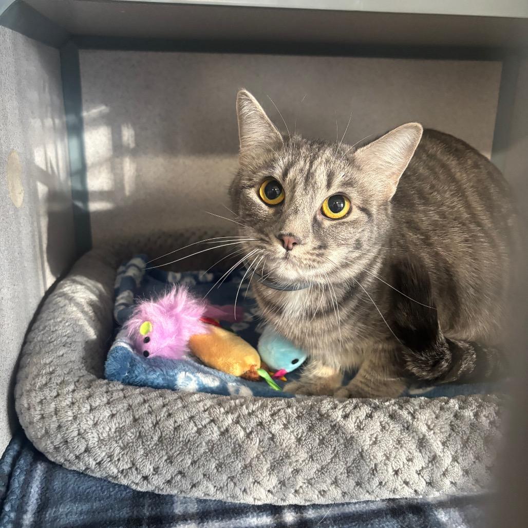 Mist, a Adoptable Domestic Short Hair in Greenville, PA image 1/3