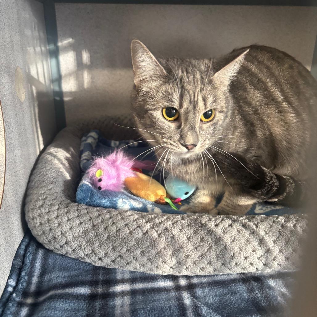 Mist, a Adoptable Domestic Short Hair in Greenville, PA image 2/3