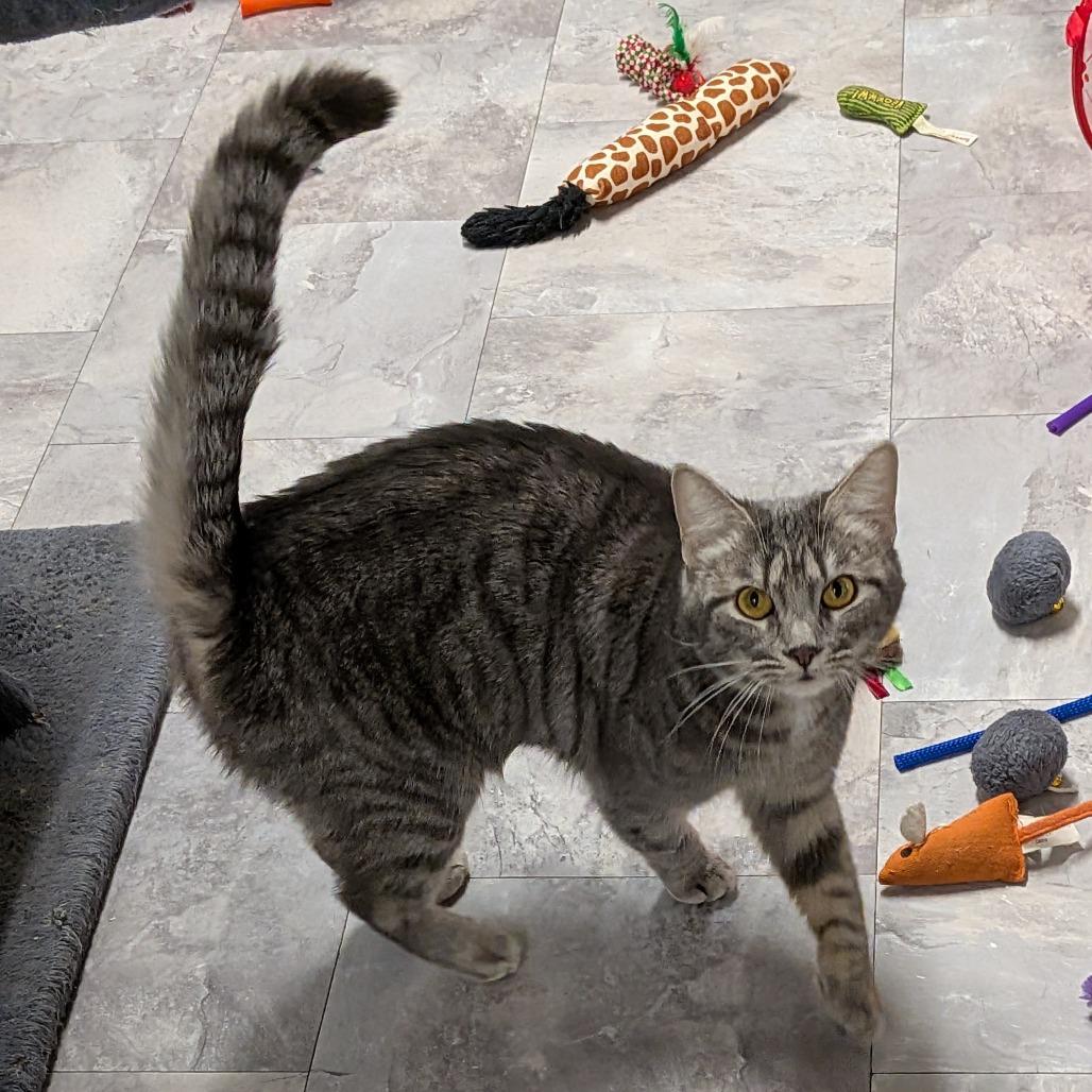 Mist, a Adoptable Domestic Short Hair in Greenville, PA image 3/3