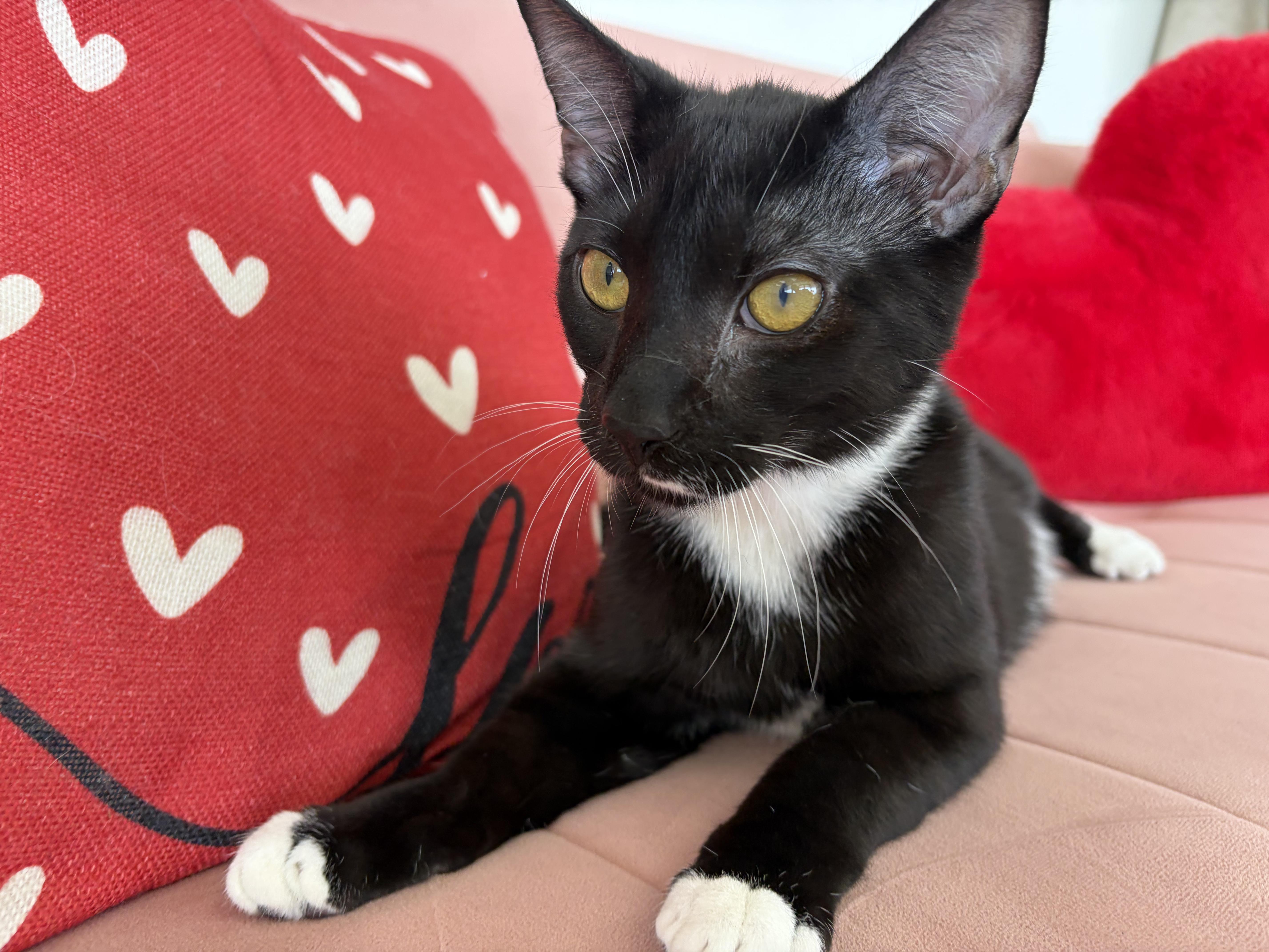 Wrigley, adopted, Kitten Male Domestic Short Hair.