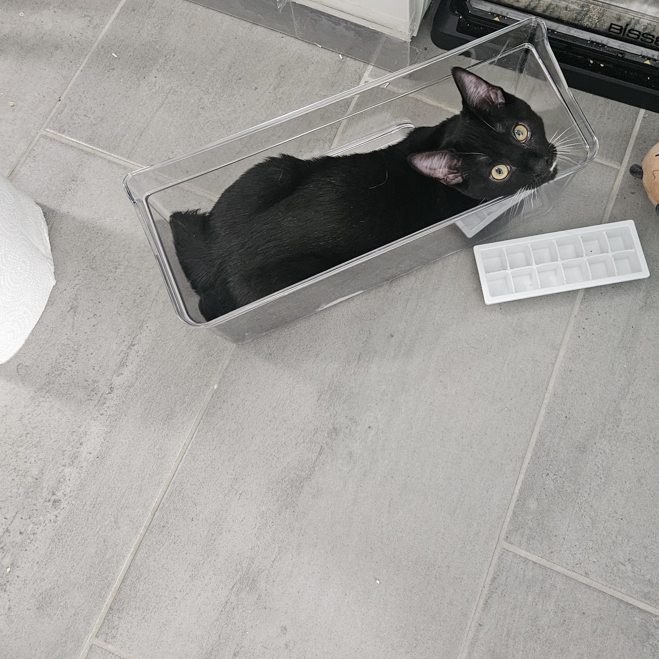 Enlarge Wrigley, an adopted Domestic Short Hair in Alexandria, VA image 6/6