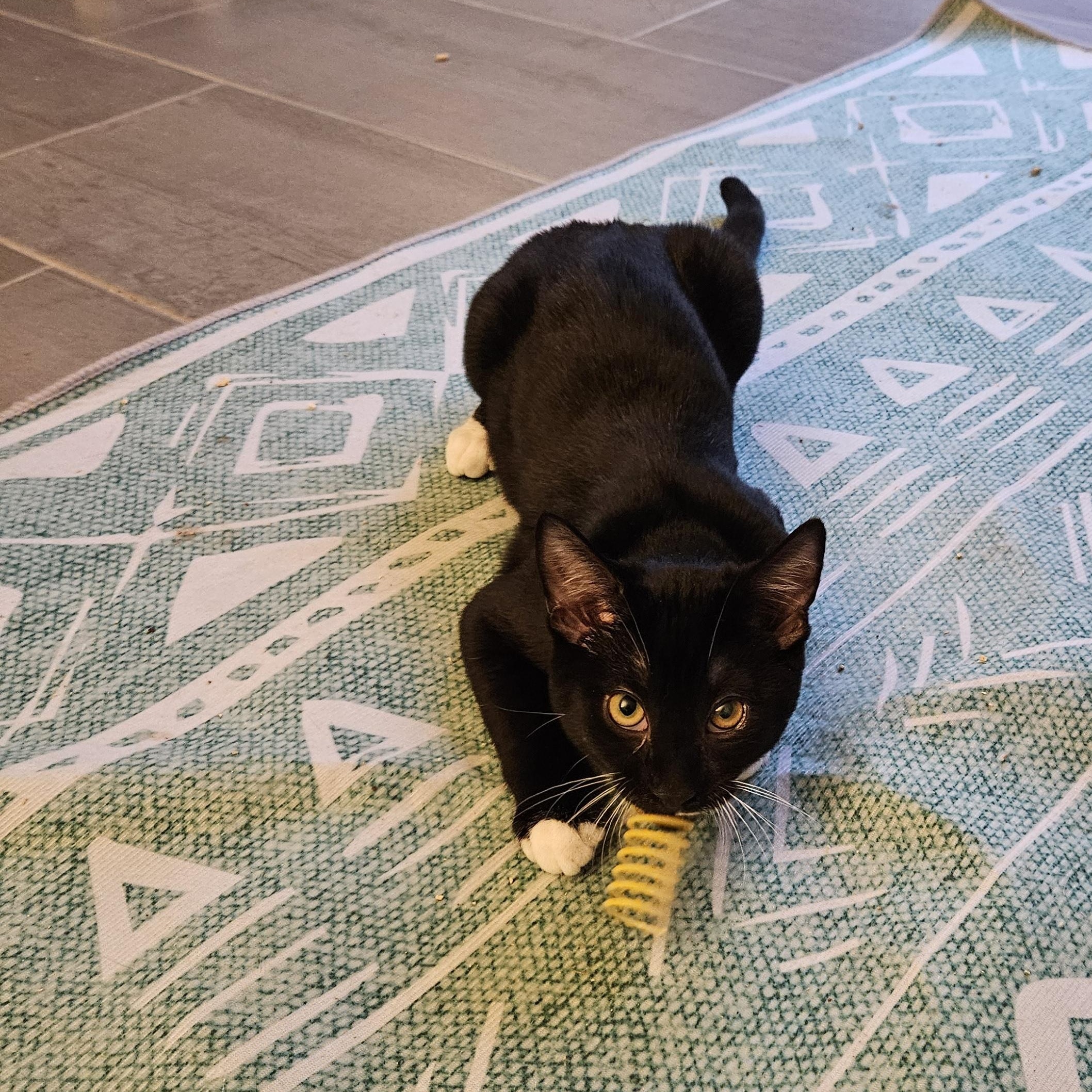 Enlarge Wrigley, an adopted Domestic Short Hair in Alexandria, VA image 5/6