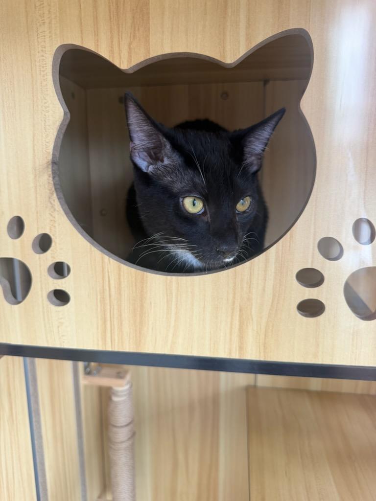 Enlarge Wrigley, an adopted Domestic Short Hair in Alexandria, VA image 3/6