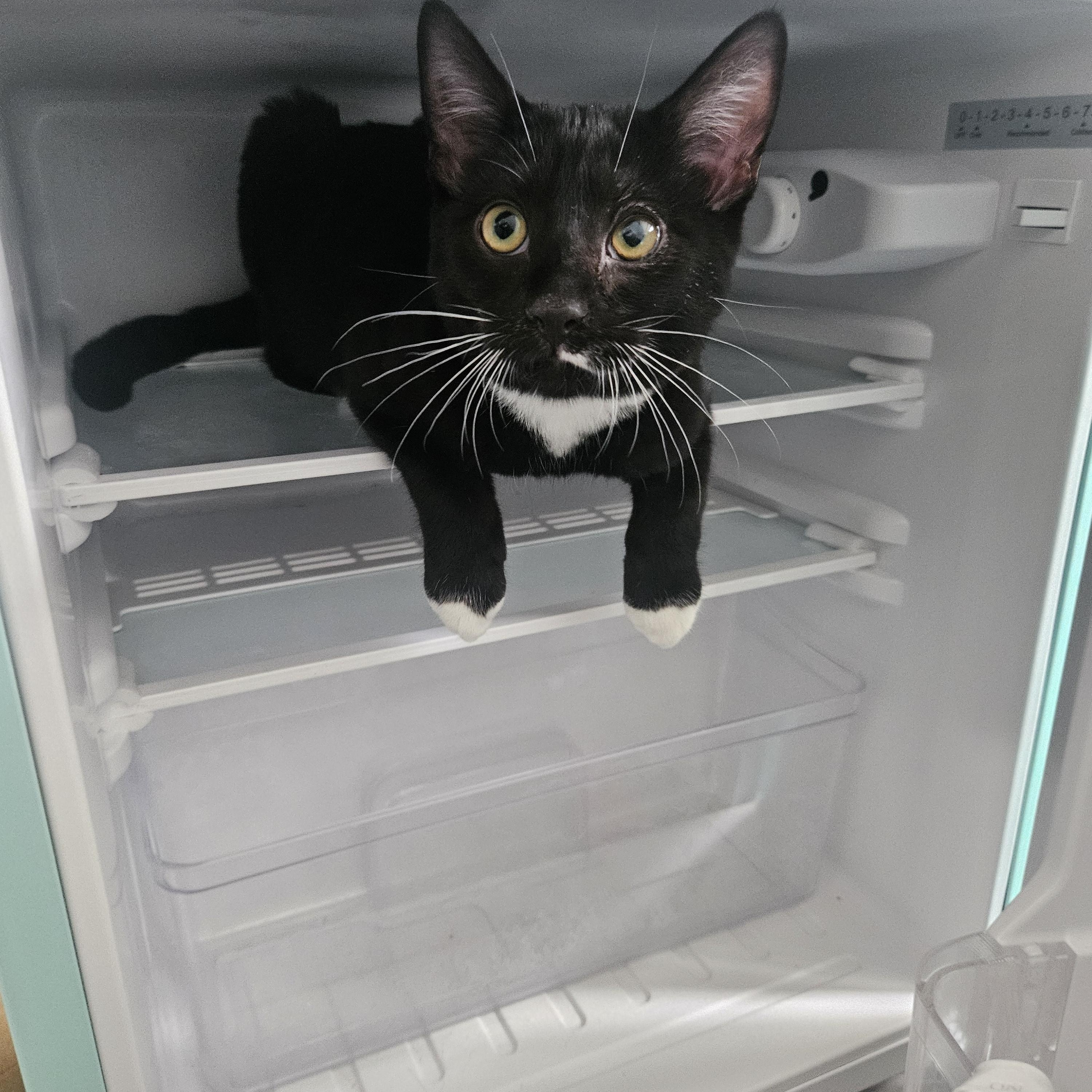 Enlarge Wrigley, an adopted Domestic Short Hair in Alexandria, VA image 2/6