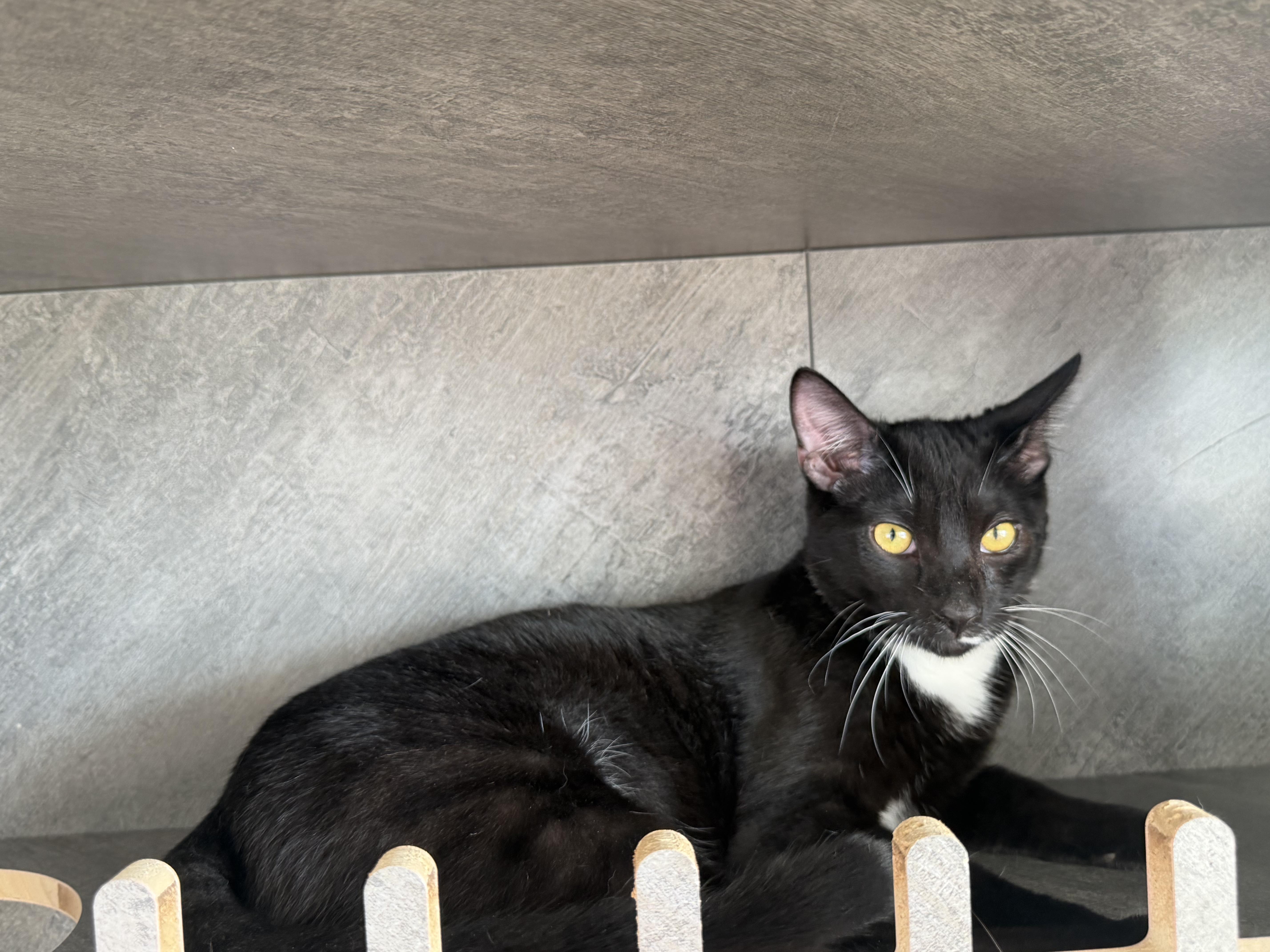 Enlarge Wrigley, an adopted Domestic Short Hair in Alexandria, VA image 4/6