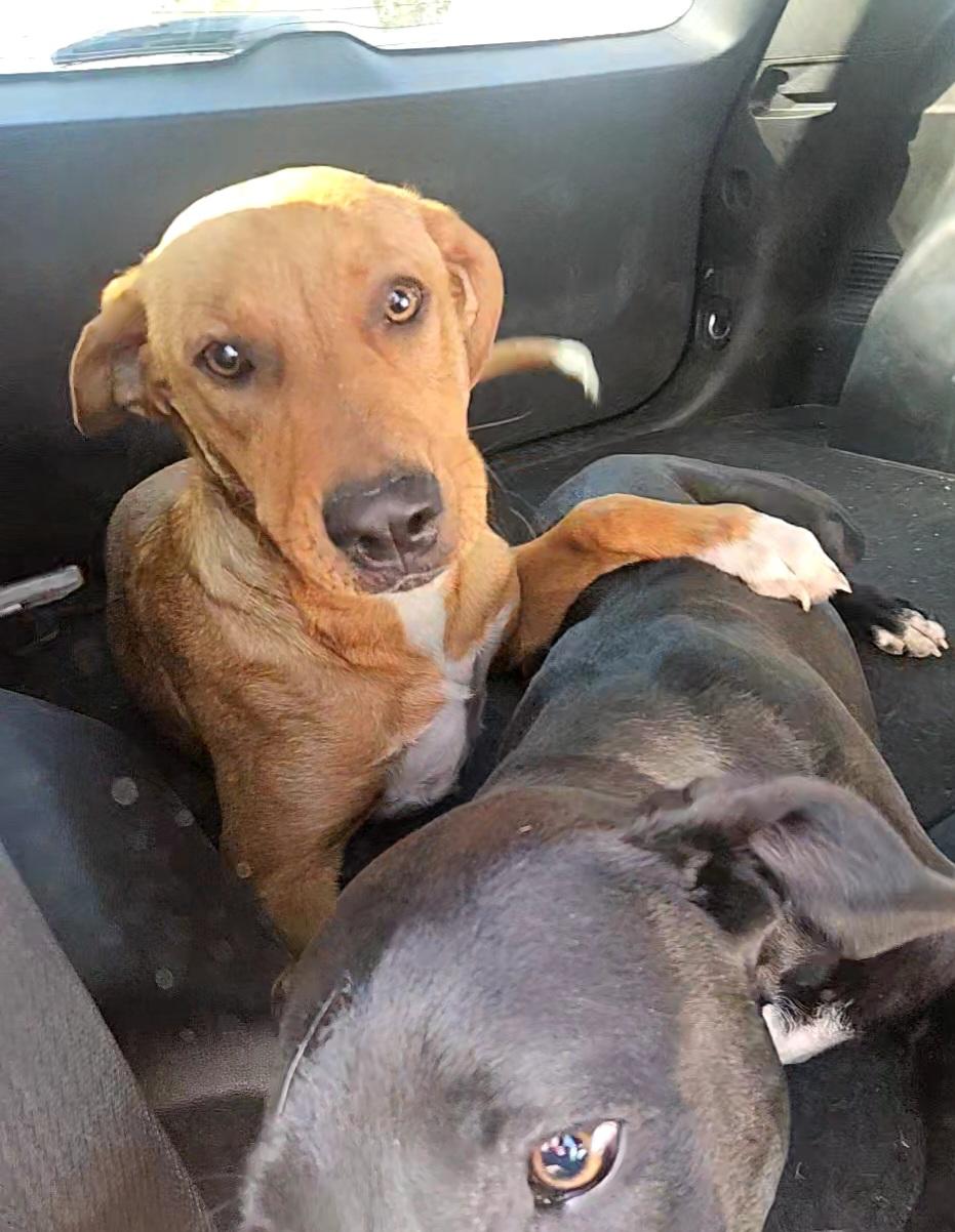 Prinston — thumbnail 4