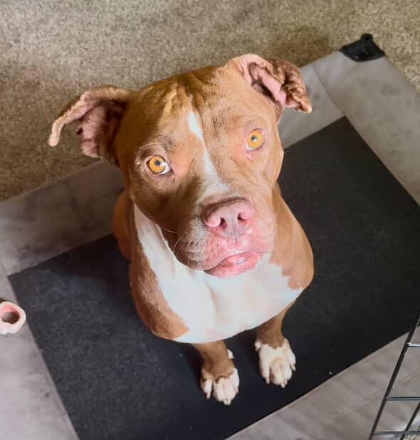 Moose — thumbnail 2