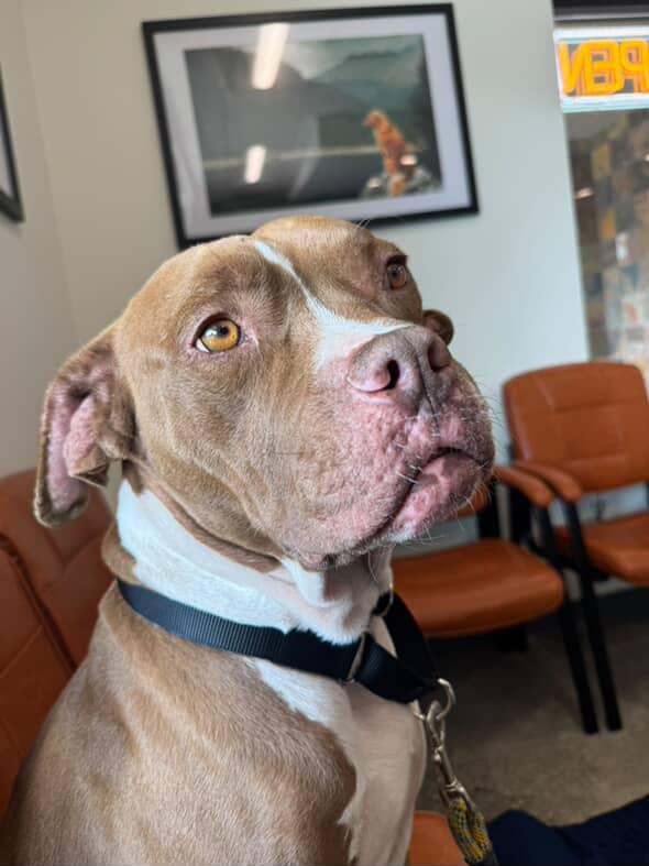 Moose — thumbnail 3