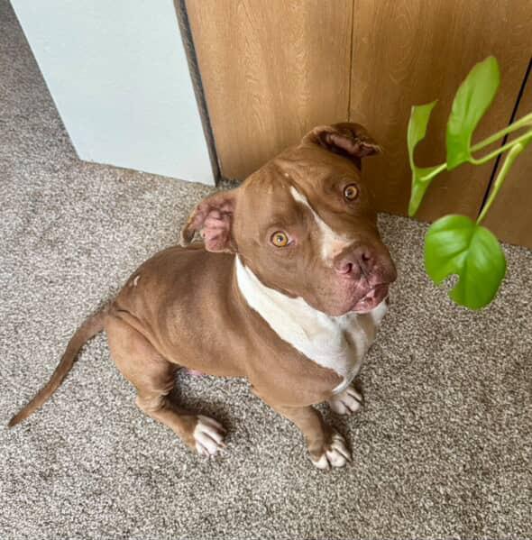 Moose — thumbnail 4