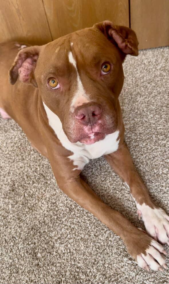 Moose — thumbnail 5