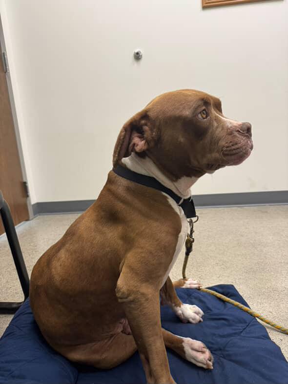 Moose — thumbnail 6