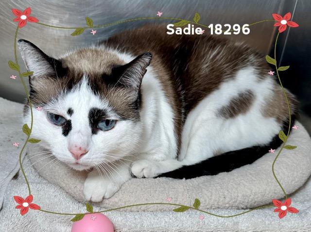 SADIE, adopted, Senior Female Domestic Short Hair.