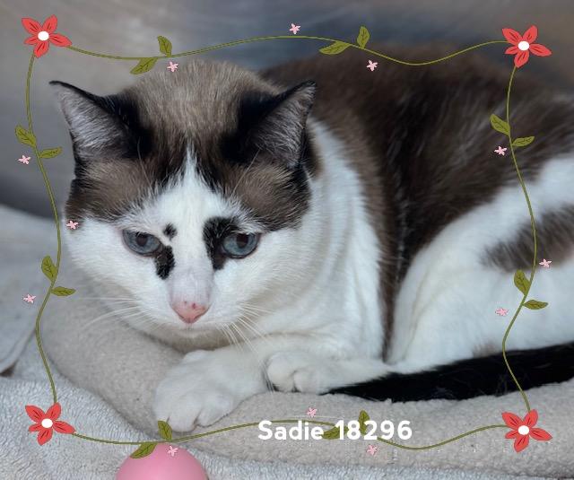Enlarge SADIE, an adopted Domestic Short Hair in Marietta, GA image 2/5