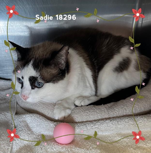 Enlarge SADIE, an adopted Domestic Short Hair in Marietta, GA image 3/5