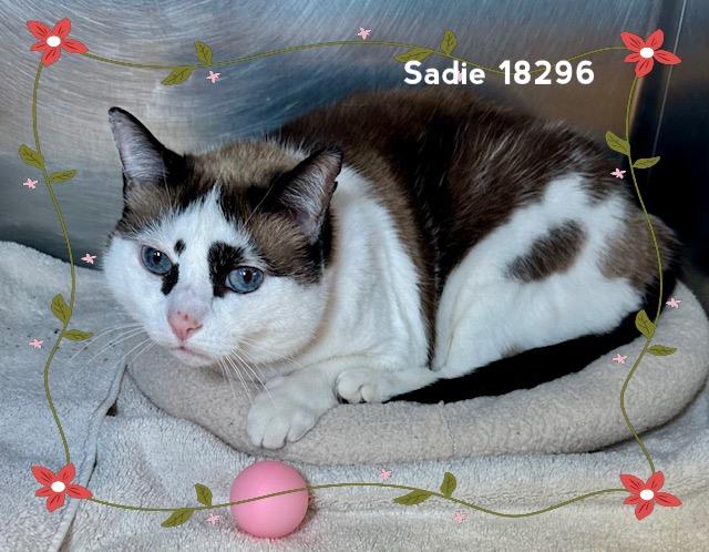 Enlarge SADIE, an adopted Domestic Short Hair in Marietta, GA image 5/5