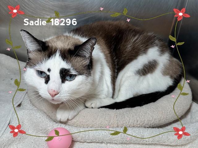 Enlarge SADIE, an adopted Domestic Short Hair in Marietta, GA image 4/5