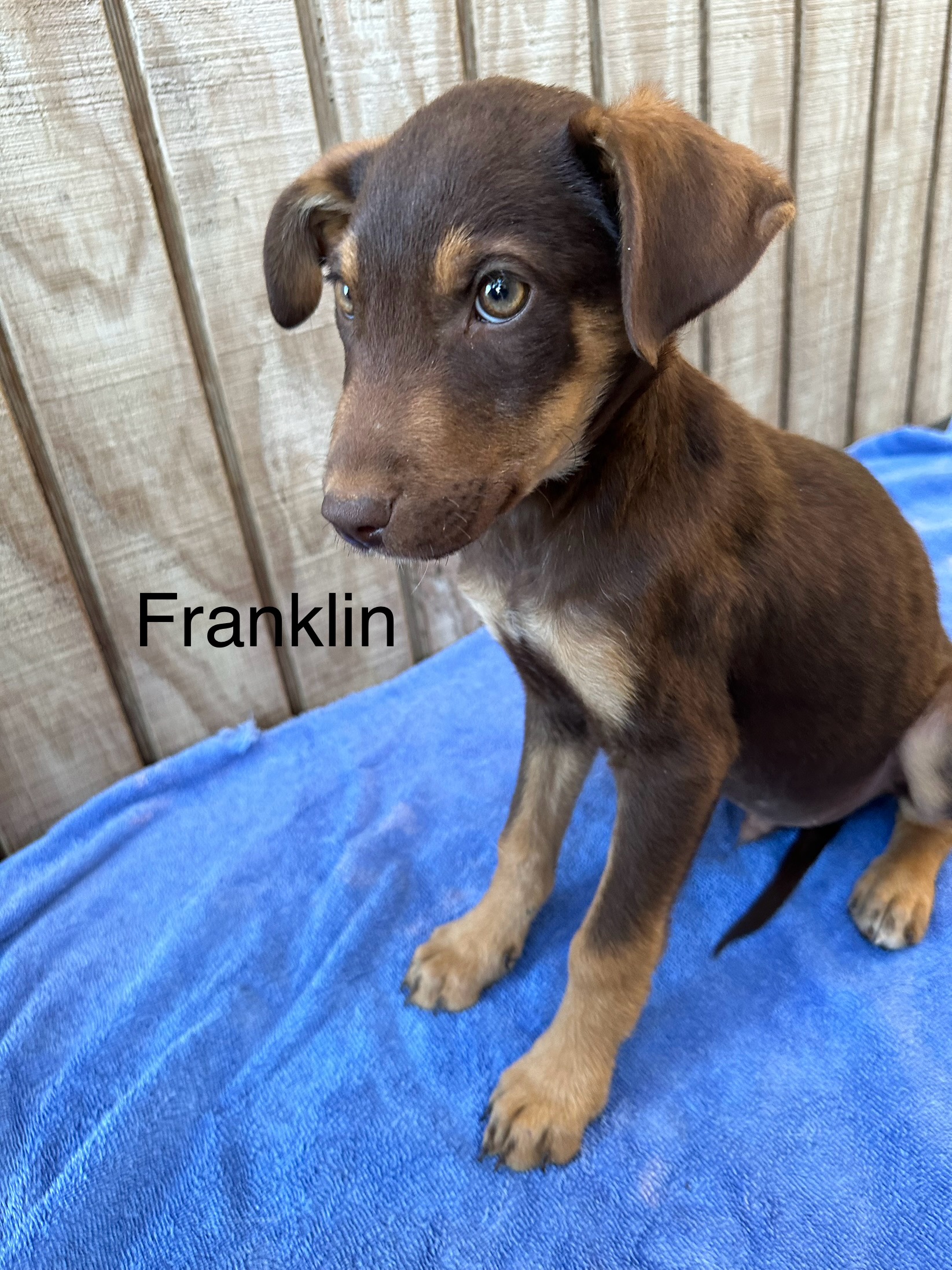 Dog for adoption Franklin, a Mixed Breed in Kalamazoo, MI Petfinder